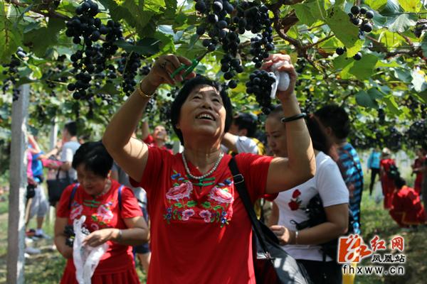 凤凰县：葡萄采摘节人气旺