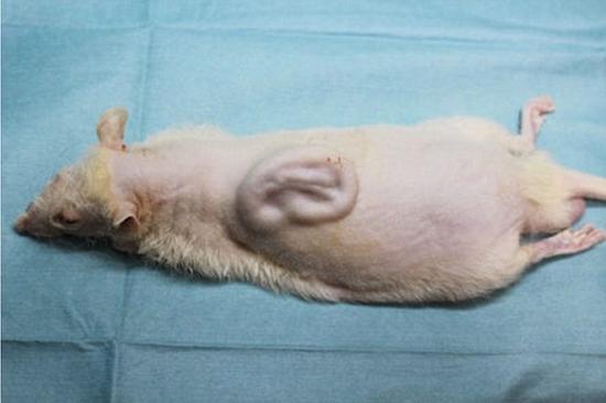 科学家老鼠背部培育出人类耳朵：将可私人订制