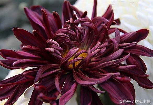 菊花是什么颜色的（9种不同颜色的菊花介绍）
