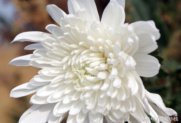 菊花是什么颜色的（9种不同颜色的菊花介绍）