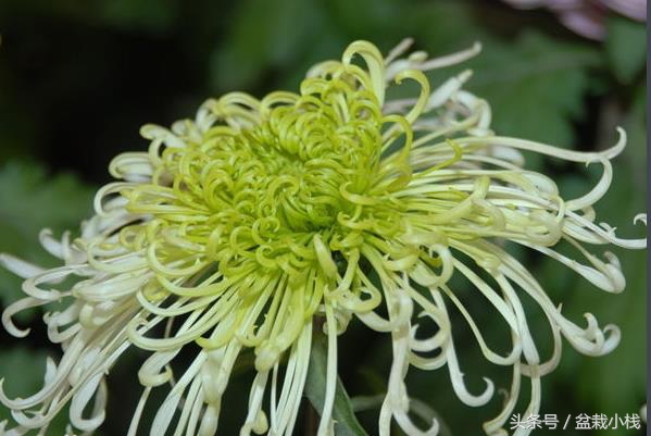 菊花是什么颜色的（9种不同颜色的菊花介绍）