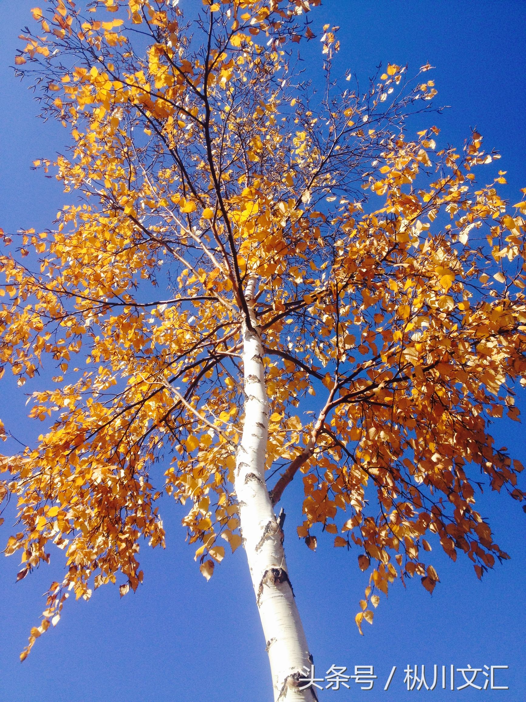 白杨树的特点(白杨树的主要特点文章介绍)