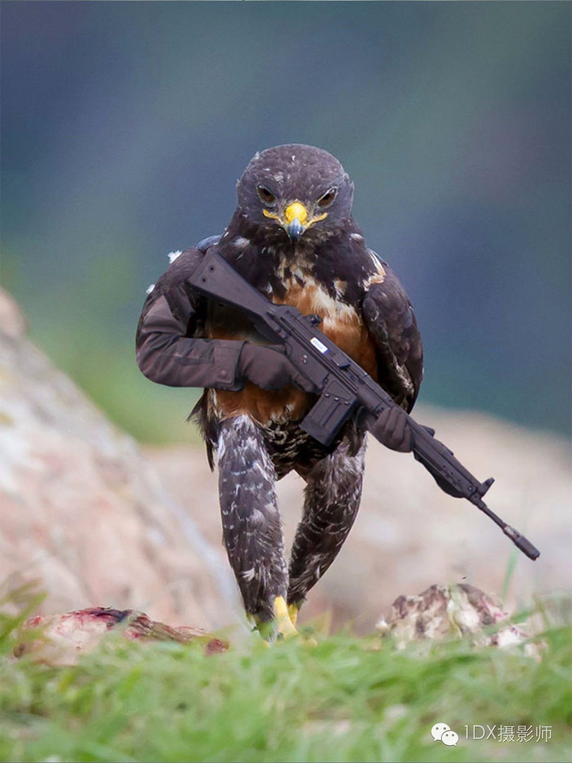 PS趣图图片：一张直立行走的鸟引发的网友P图大战