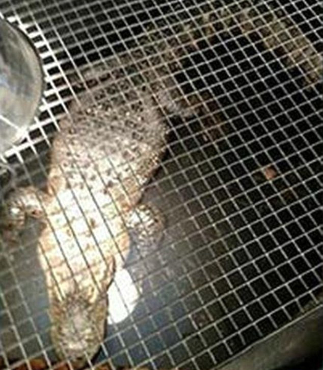 美国男子养两米长鳄鱼当宠物 关在地下牢笼26年.