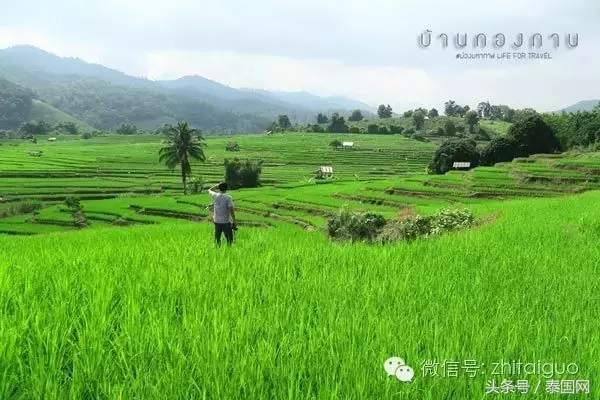 清迈美之所在，避世绝尘自然梯田！