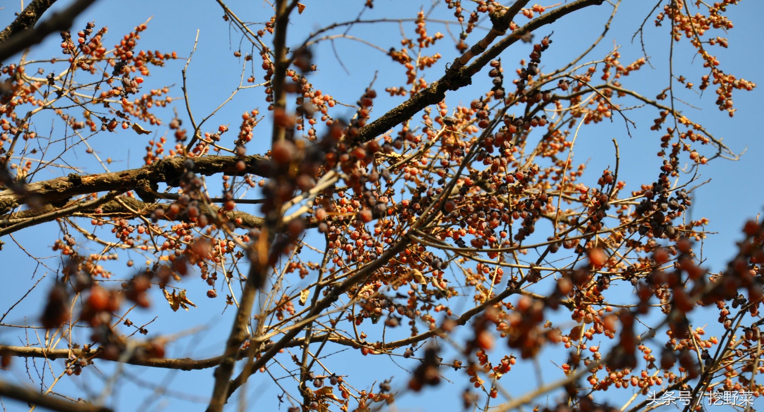 Dateplum persimmon? Be wrong! This is the country's commonnest feral small persimmon, was not cheated again! General of much graph liberal art