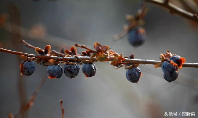 Dateplum persimmon? Be wrong! This is the country's commonnest feral small persimmon, was not cheated again! General of much graph liberal art