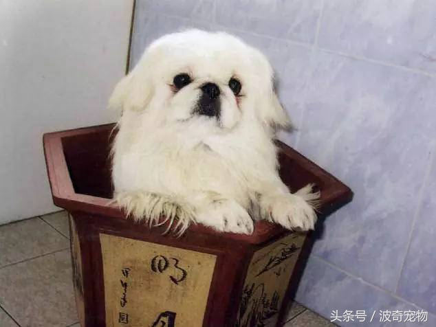 狗狗品種介紹大全，帶你走進(jìn)狗狗的世界