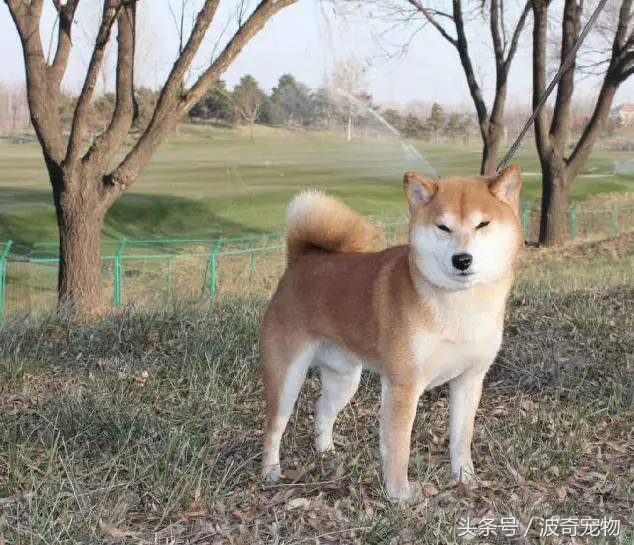 狗狗品種介紹大全，帶你走進(jìn)狗狗的世界
