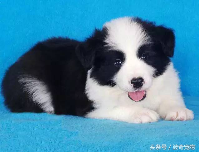 狗狗品種介紹大全，帶你走進(jìn)狗狗的世界