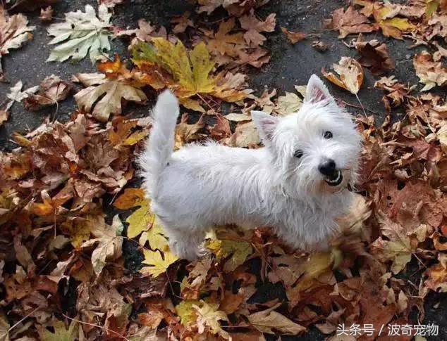 狗狗品種介紹大全，帶你走進(jìn)狗狗的世界