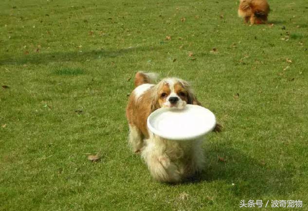 狗狗品種介紹大全，帶你走進(jìn)狗狗的世界