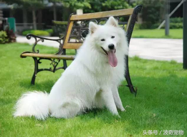 狗狗品種介紹大全，帶你走進(jìn)狗狗的世界