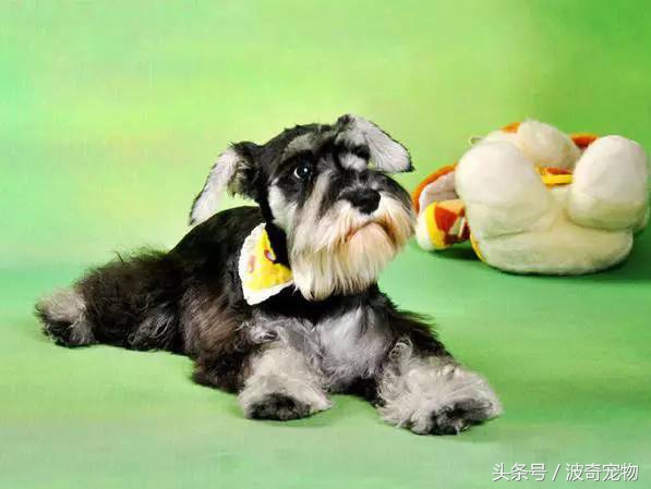 狗狗品種介紹大全，帶你走進(jìn)狗狗的世界