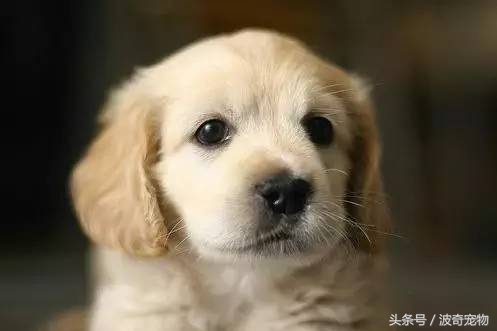 狗狗品種介紹大全，帶你走進(jìn)狗狗的世界