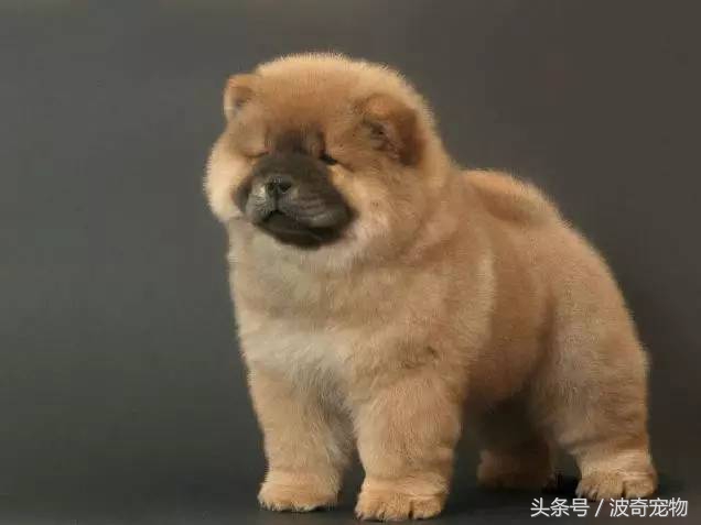 狗狗品種介紹大全，帶你走進(jìn)狗狗的世界