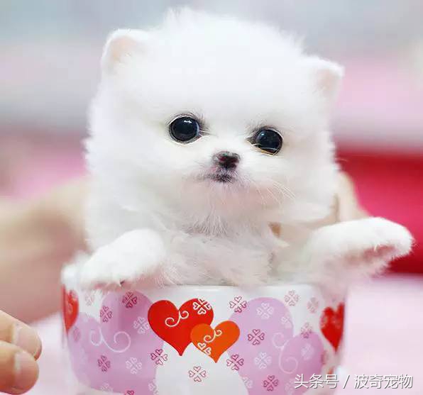 狗狗品種介紹大全，帶你走進(jìn)狗狗的世界