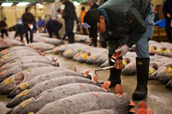 淡水鱼行情突然“崩塌”，饲料却逆风涨价，到底发生了什么？