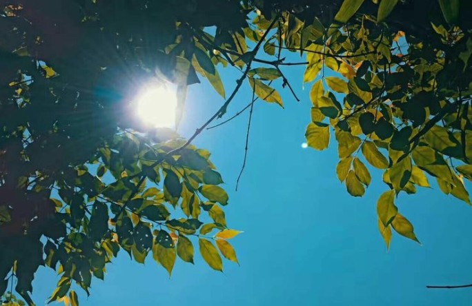 诗词鉴赏-夏日偶成，看诗人们在夏天偶然所得的诗句，精妙绝伦-第16张图片-非凡网