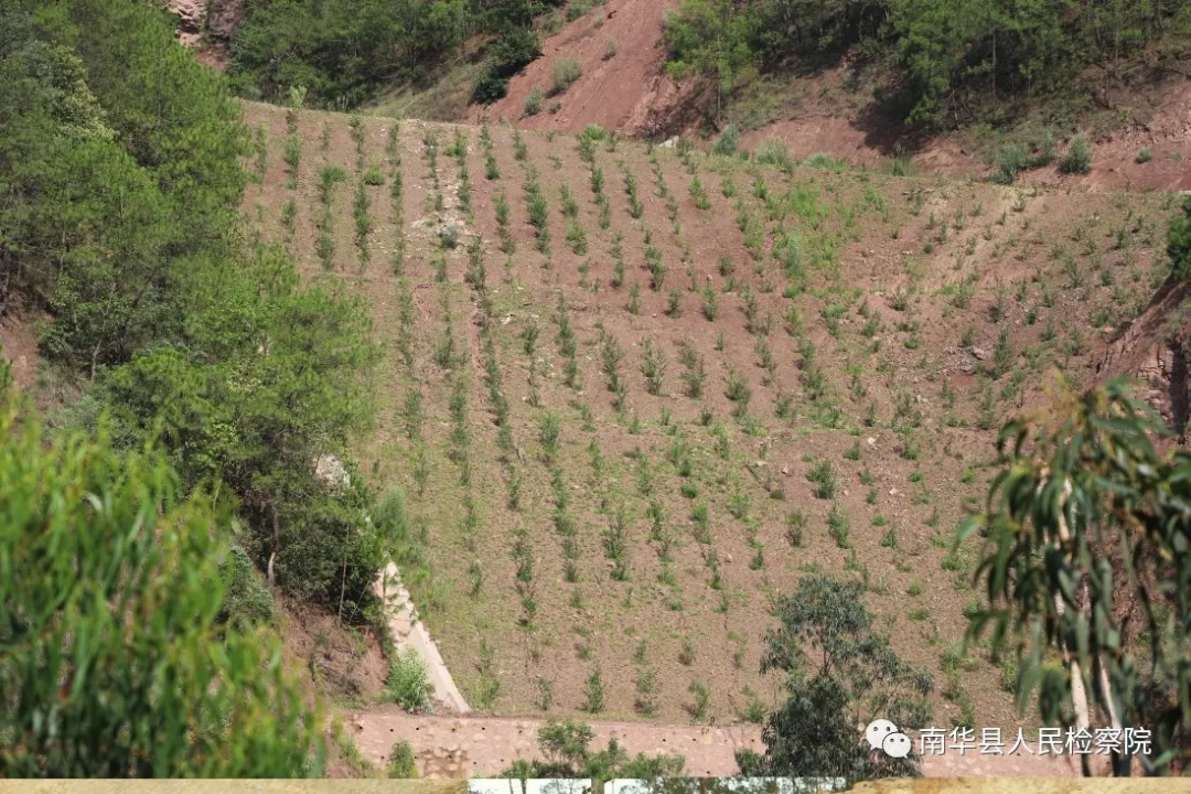 南华：公益诉讼“回头看”助力林业生态修复