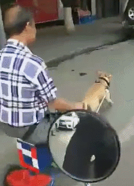 男子让狗狗拉车逛街，还向人炫耀-第4张图片-大千世界