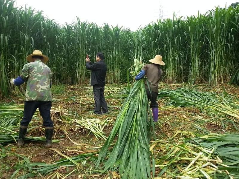 畝產30噸，種一次收割15年！種植巨菌草真