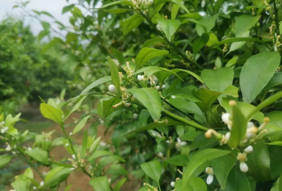 柑橘花期如何用药，谢花肥如何施用，什么时候进行第一次保果？