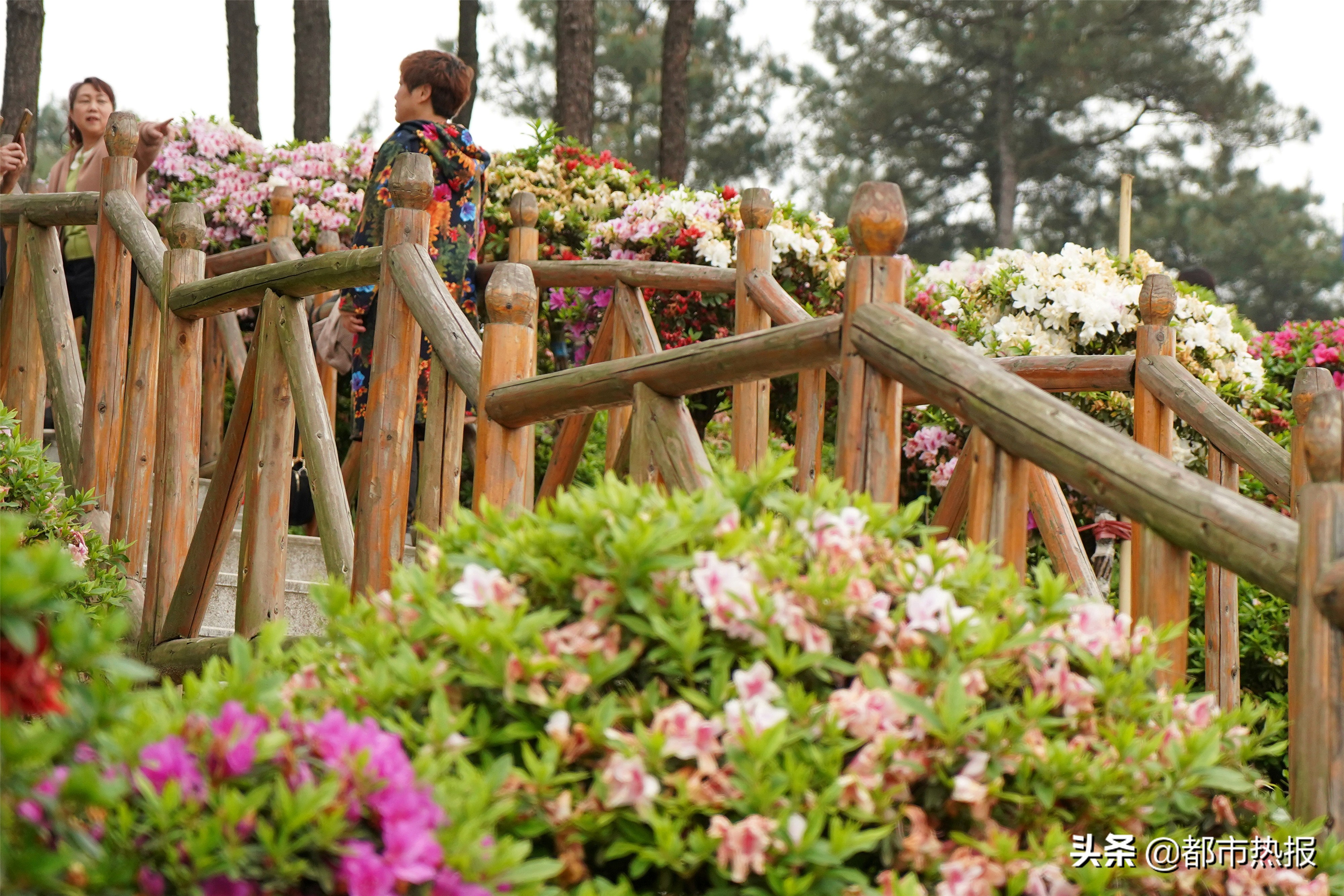 杜鹃花海的秘语 都市热报 Mdeditor