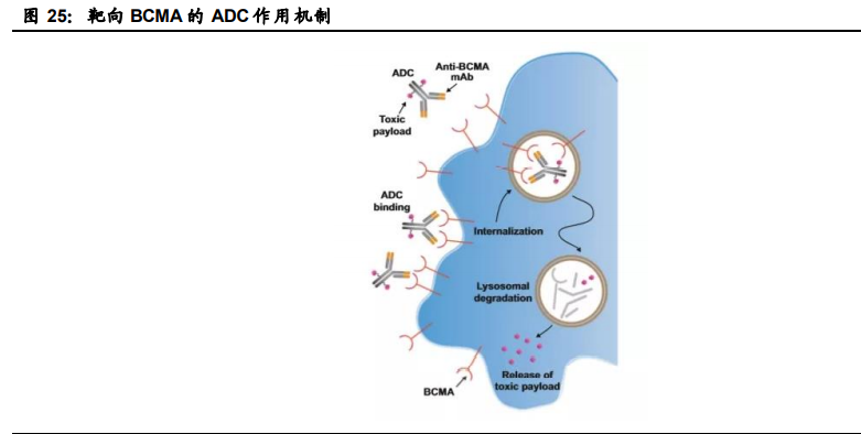 创新药行业专题报告：ADC药物迎来黄金时代