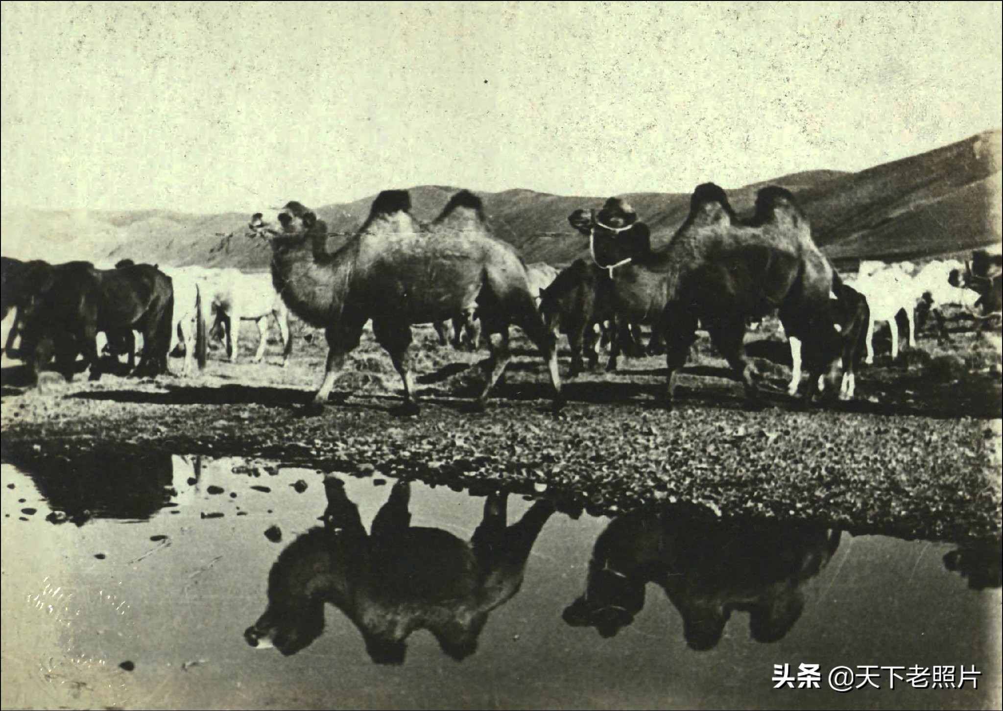 1935年的蒙古东北部老照片27幅 80年前草原生活复现