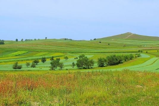 “离离原上草”中的“离离”，到底是什么意思？知道的人并不多