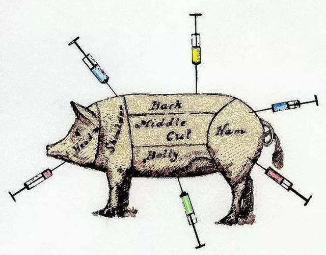 该怎样正确给猪打针？应该注意些什么？