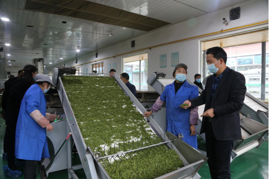 四川省旺苍县：培训“茶”能人，做大“茶产业”