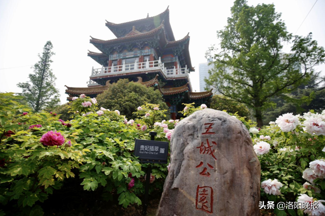 4月10日洛阳牡丹花情预报 河洛旅游网