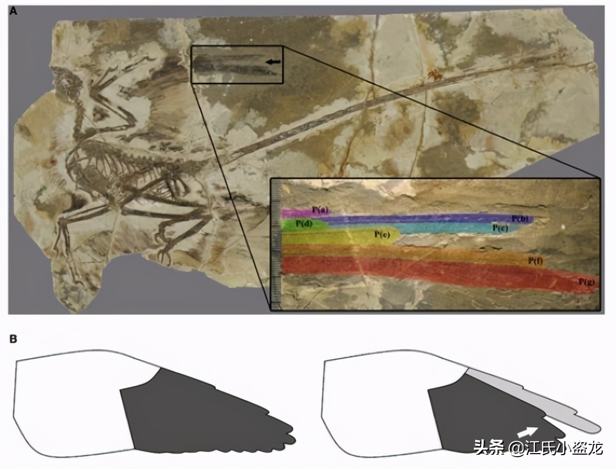 來自中國的羽毛恐龍是這麽換羽毛的