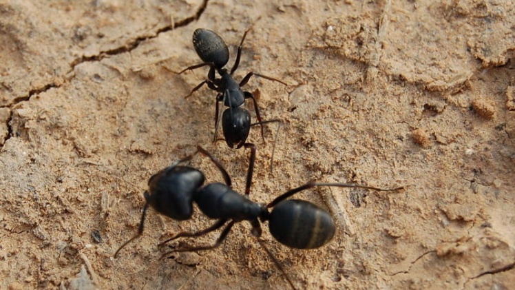 什么是降维打击？二维生物入侵三维世界，会发生什么？