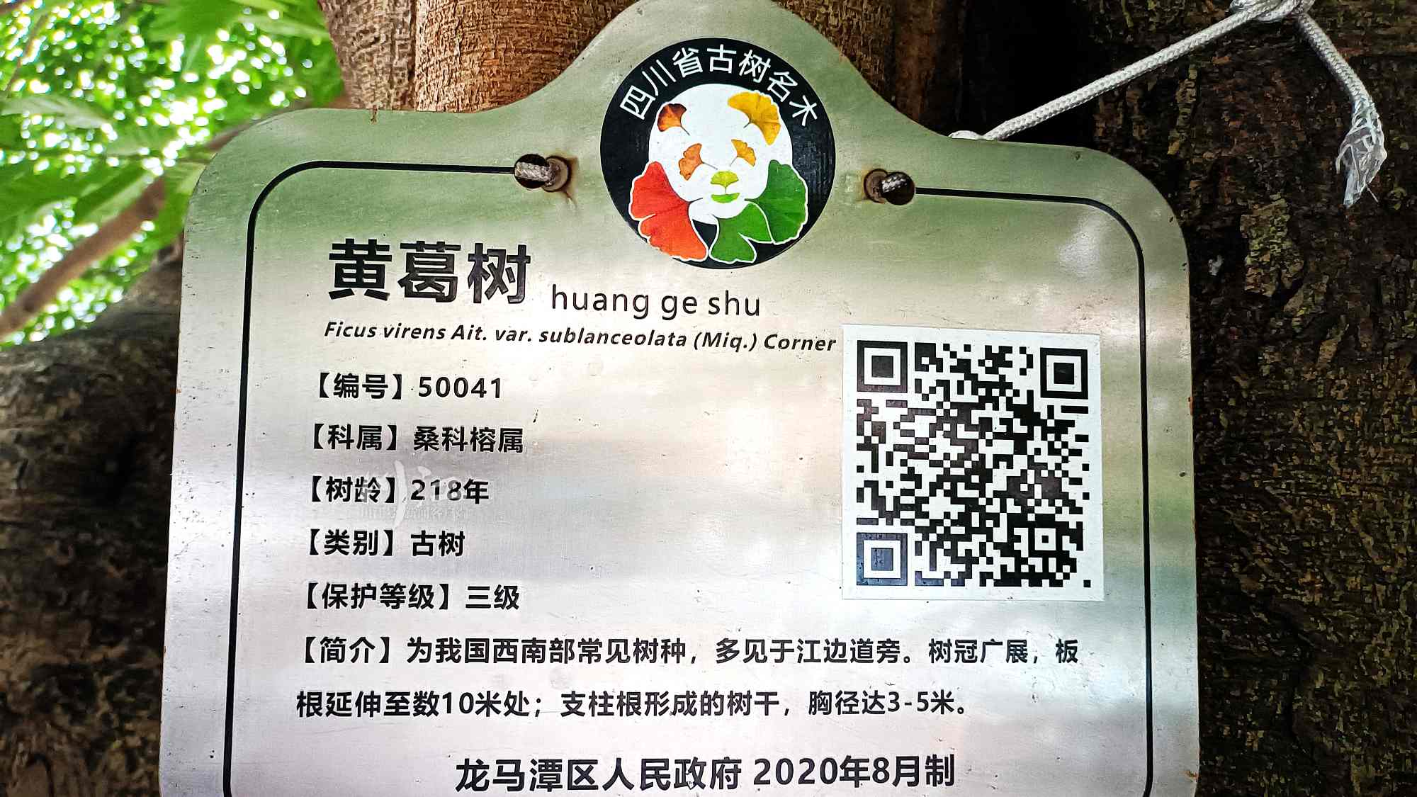 泸州小市，有棵218岁“盆栽”