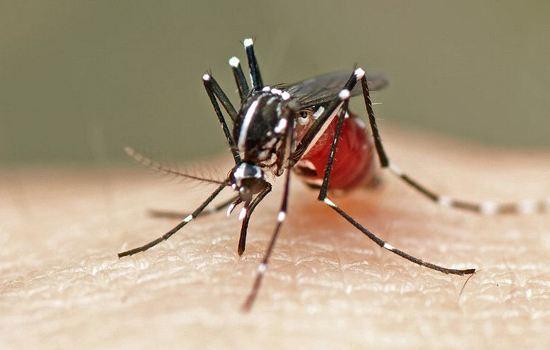 蚊子为啥专咬你，不咬别人，真的跟血型有关吗