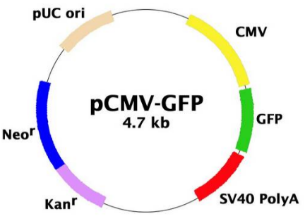 入门级！6种常见报告基因介绍——GFP、hGH和SEAP