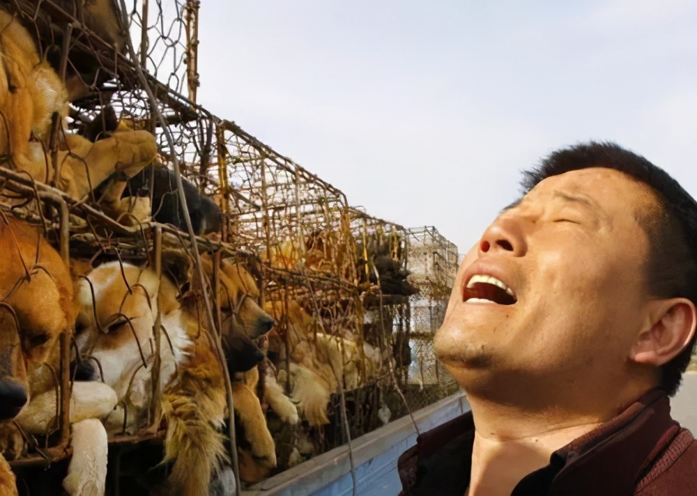 用猫狗替代男人只需做到这三步，宠物营销背后的道德危机