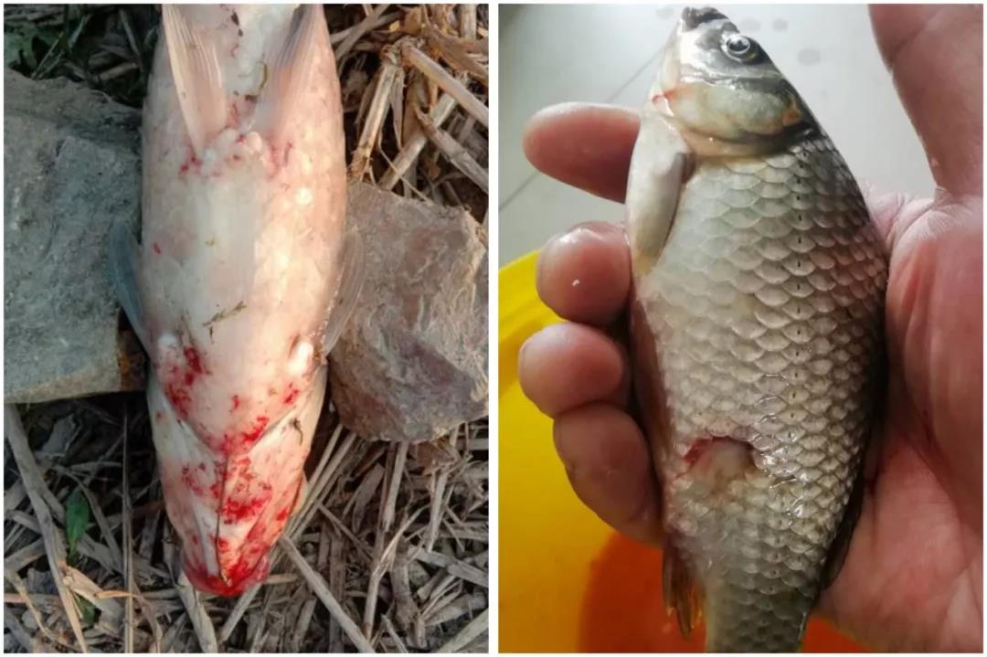 鲫鱼养殖,受去年腮出血影响本来己所剩无几,今年的存塘鱼发病的概率己