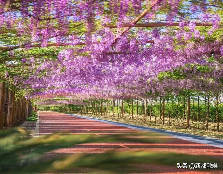 新都区：着力打造乡村农业公园