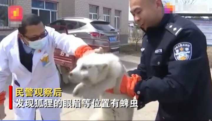 不愧是“狐貍精”，知道“有困難找警察”！東北銀狐進派出所求助