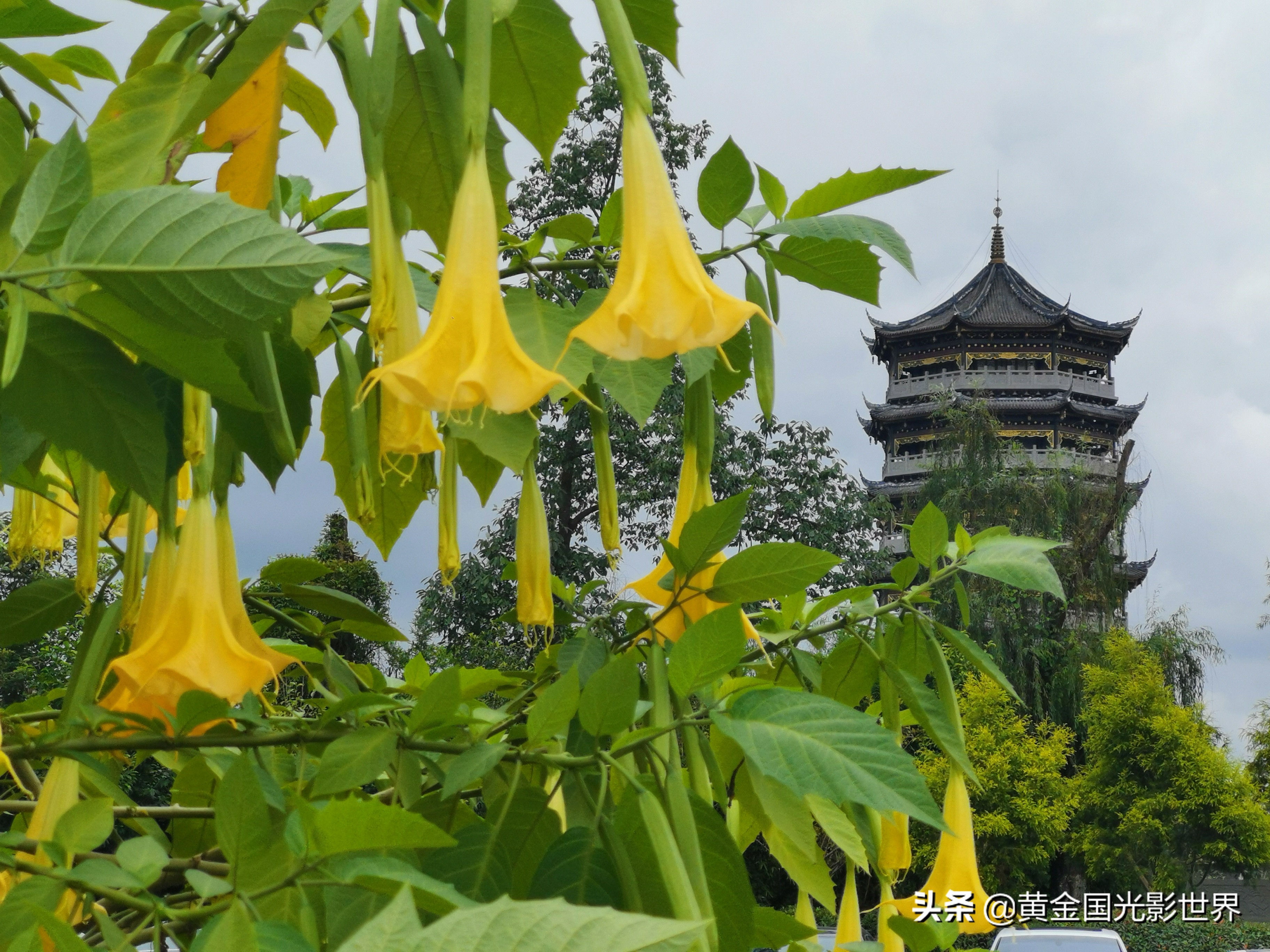 曼陀罗花花语传说(曼陀罗花花语是什么)