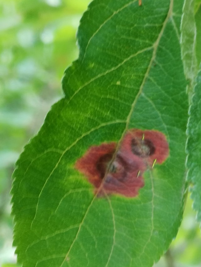 如何用园林栽培技术防治园林植物病虫害-第8张图片-农百科