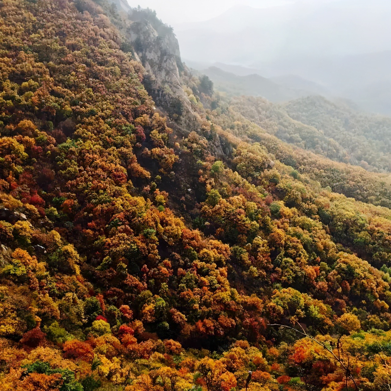 Missing these 14 maple viewing areas in November is equivalent to missing the entire autumn