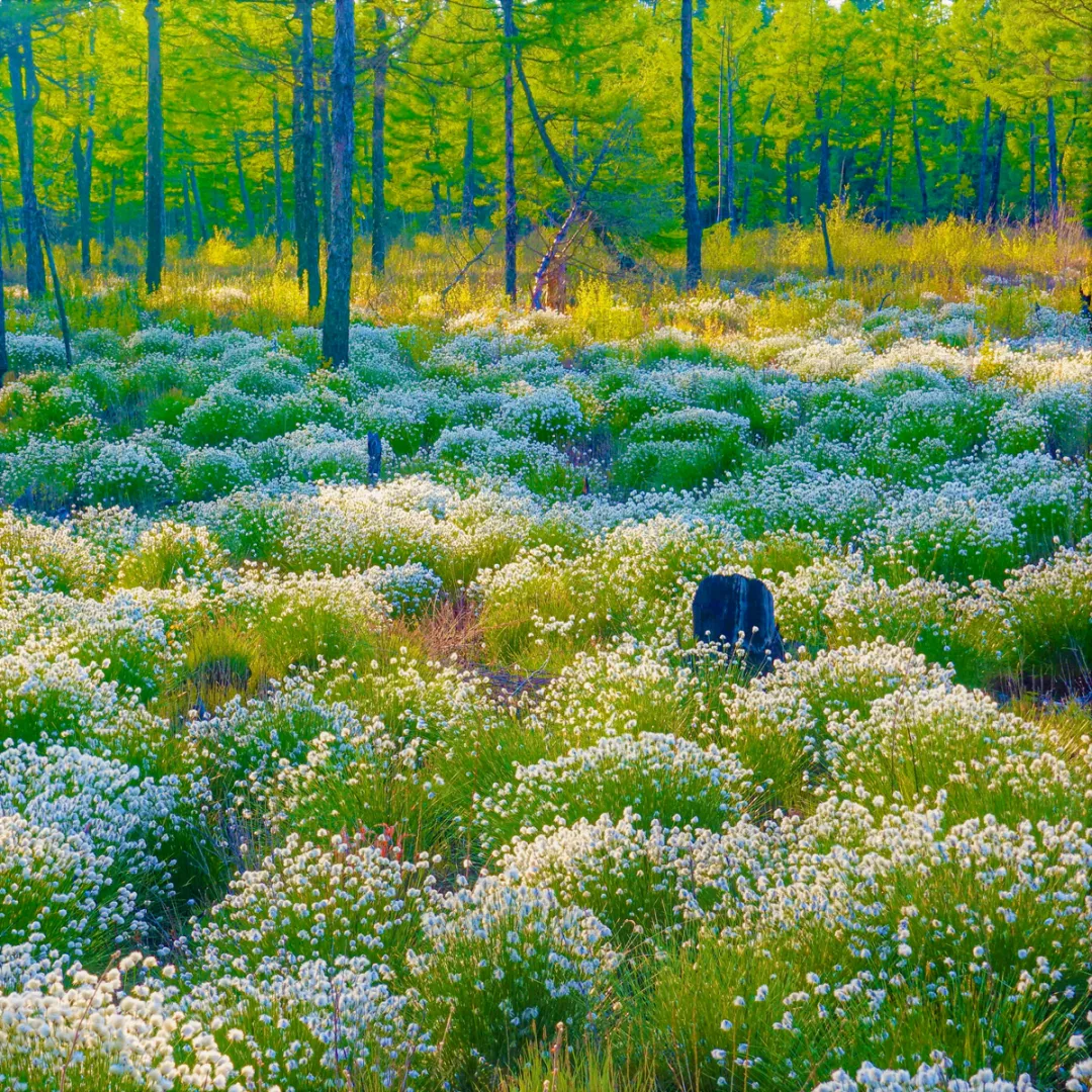 林都伊春 | 迷人的小興安嶺濕地“塔頭花”