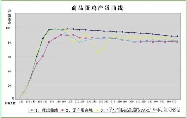 蛋鸡一生最佳产蛋率，你的鸡达到了吗？
