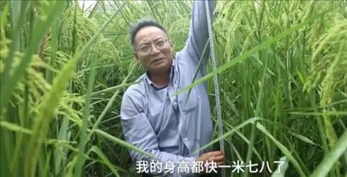 袁隆平“稻下乘凉梦”中的水稻出现了！2米高水稻在重庆试种成功