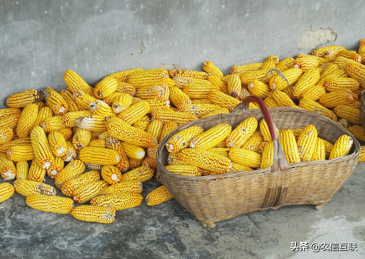 小麦、美国玉米“虎视眈眈”，中国玉米要降价？3个因素预测行情
